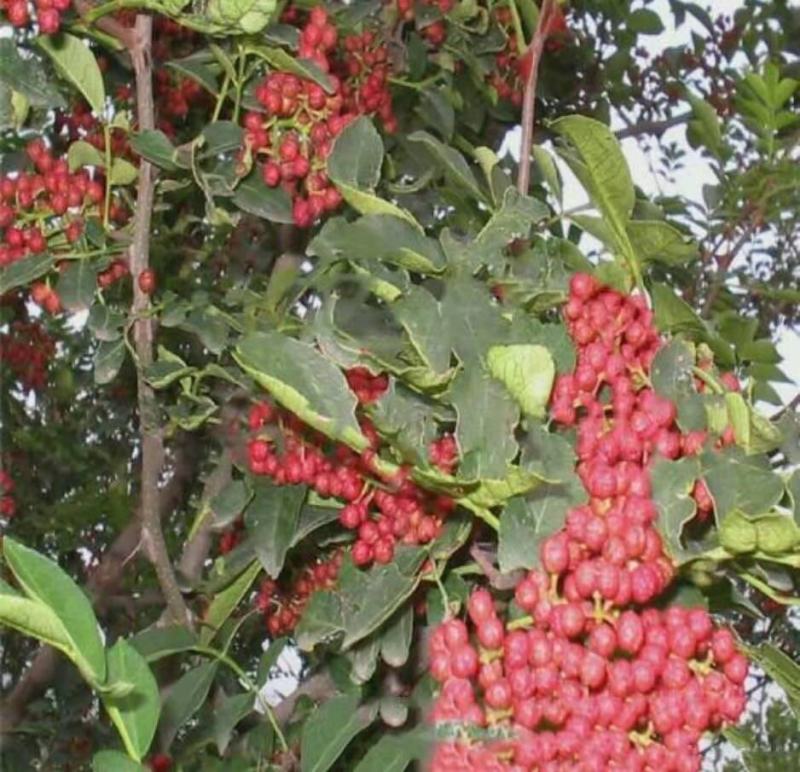 花椒苗大红袍花椒苗育苗基地无刺花椒苗基地