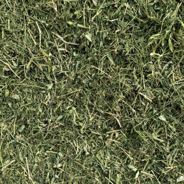 穿心莲一手货源产地直供应商