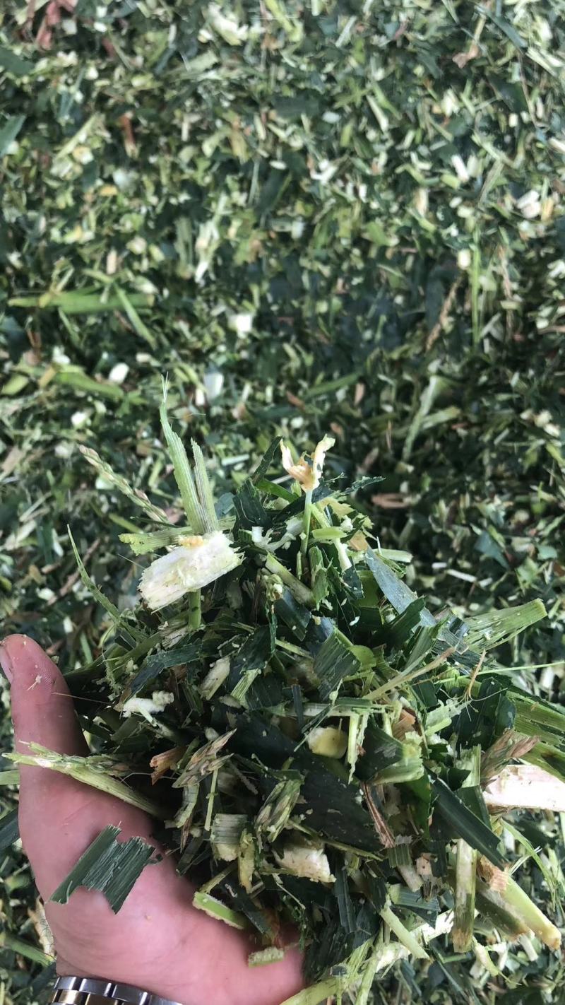 大量牛羊青贮草料，青玉米秸秆，全株玉米，甘蔗尾叶出售