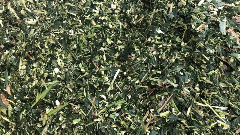 大量牛羊青贮草料，青玉米秸秆，全株玉米，甘蔗尾叶出售