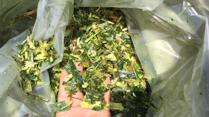 大量牛羊青贮草料，青玉米秸秆，全株玉米，甘蔗尾叶出售