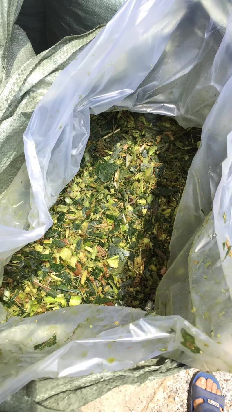 大量牛羊青贮草料，青玉米秸秆，全株玉米，甘蔗尾叶出售