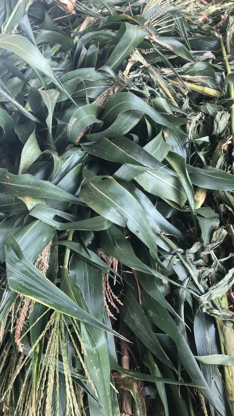 大量牛羊青贮草料，青玉米秸秆，全株玉米，甘蔗尾叶出售