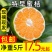 建瓯特早蜜橘青皮蜜桔大个早熟蜜桔批发包邮桔子果园直发