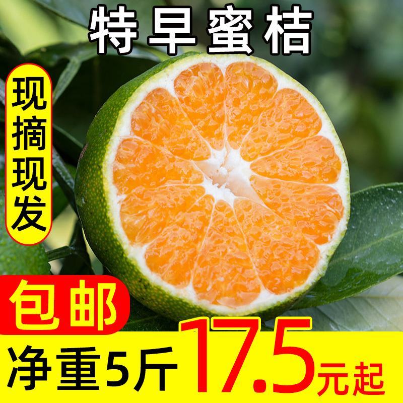 建瓯特早蜜橘青皮蜜桔大个早熟蜜桔批发包邮桔子果园直发