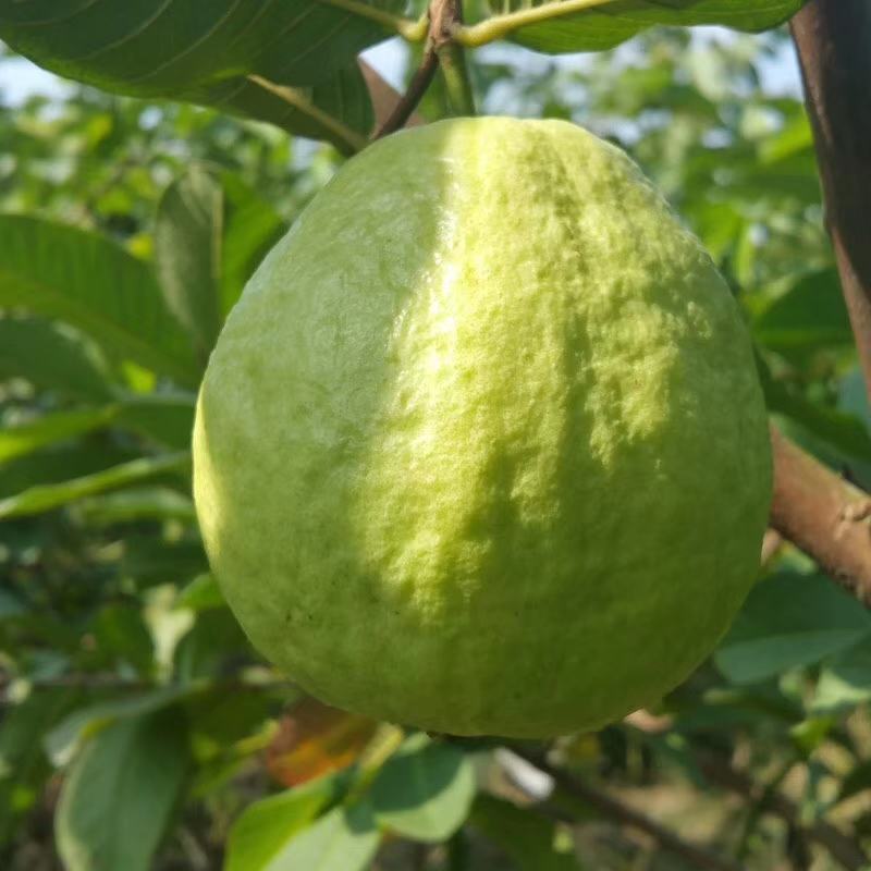 台湾珍珠番石榴/芭乐白心，甜/脆大量有货