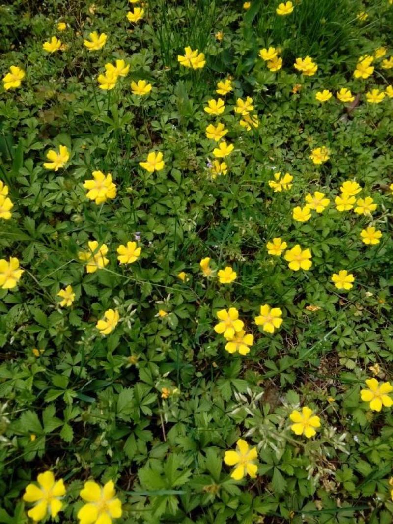 委陵菜种子蛤蟆草多年生耐阴地被花卉耐寒四季易种活庭