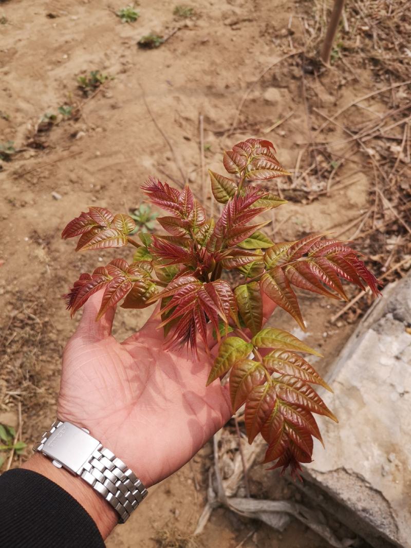 红油香椿苗育苗基地矮化香椿苗批发价格香椿树苗