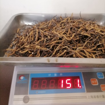 冬虫夏草精品小草批发点