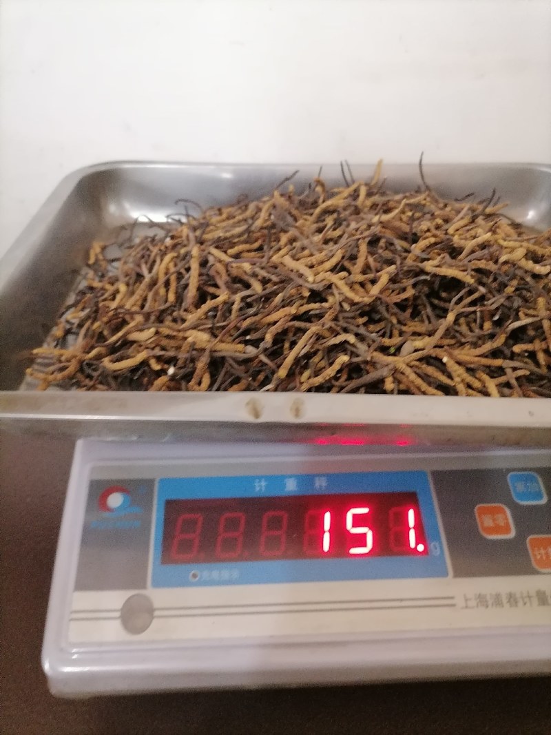 冬虫夏草精品小草批发点