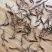冬虫夏草精品小草批发点