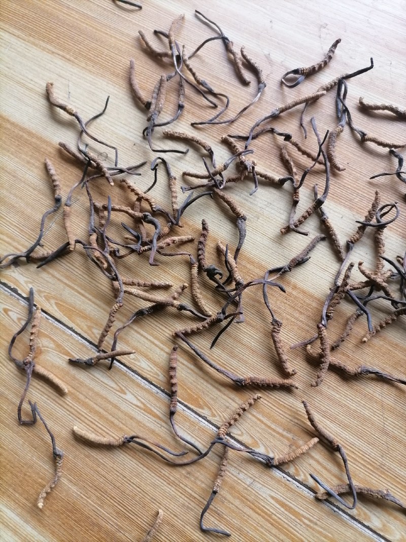 冬虫夏草精品小草批发点