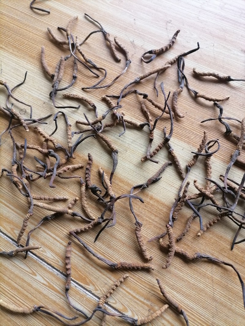 冬虫夏草精品小草批发点