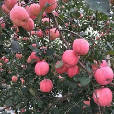 红将军苹果【也称早生富士】现以大量上市需要的通过一亩田