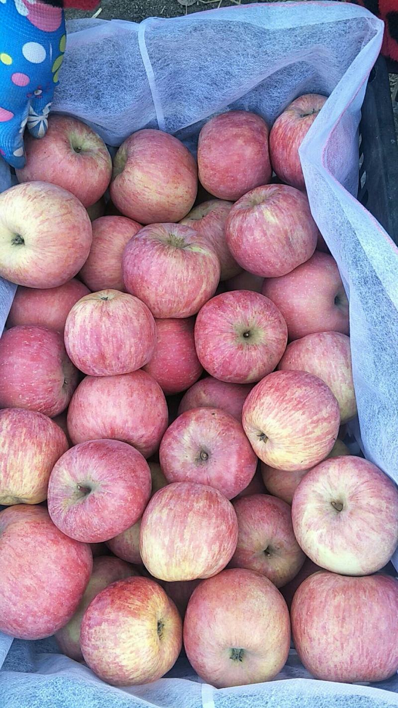红将军苹果【也称早生富士】现以大量上市需要的通过一亩田