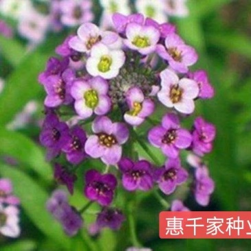 香雪球种子多年生草本植物室内露地栽培进口多年生花卉种子