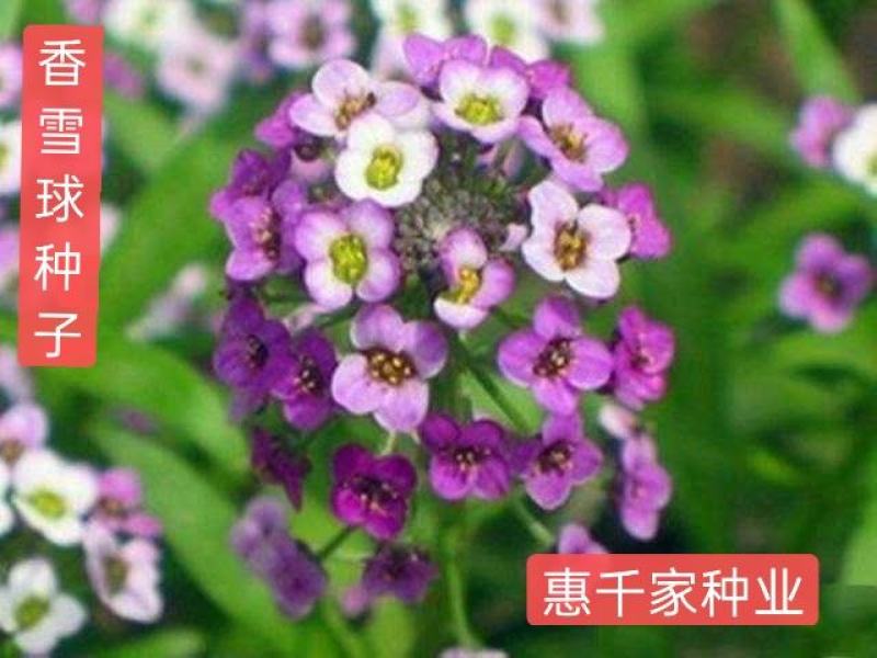香雪球种子多年生草本植物室内露地栽培进口多年生花卉种子
