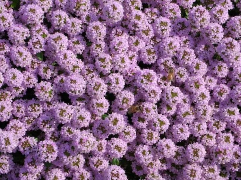 香雪球种子多年生草本植物室内露地栽培进口多年生花卉种子