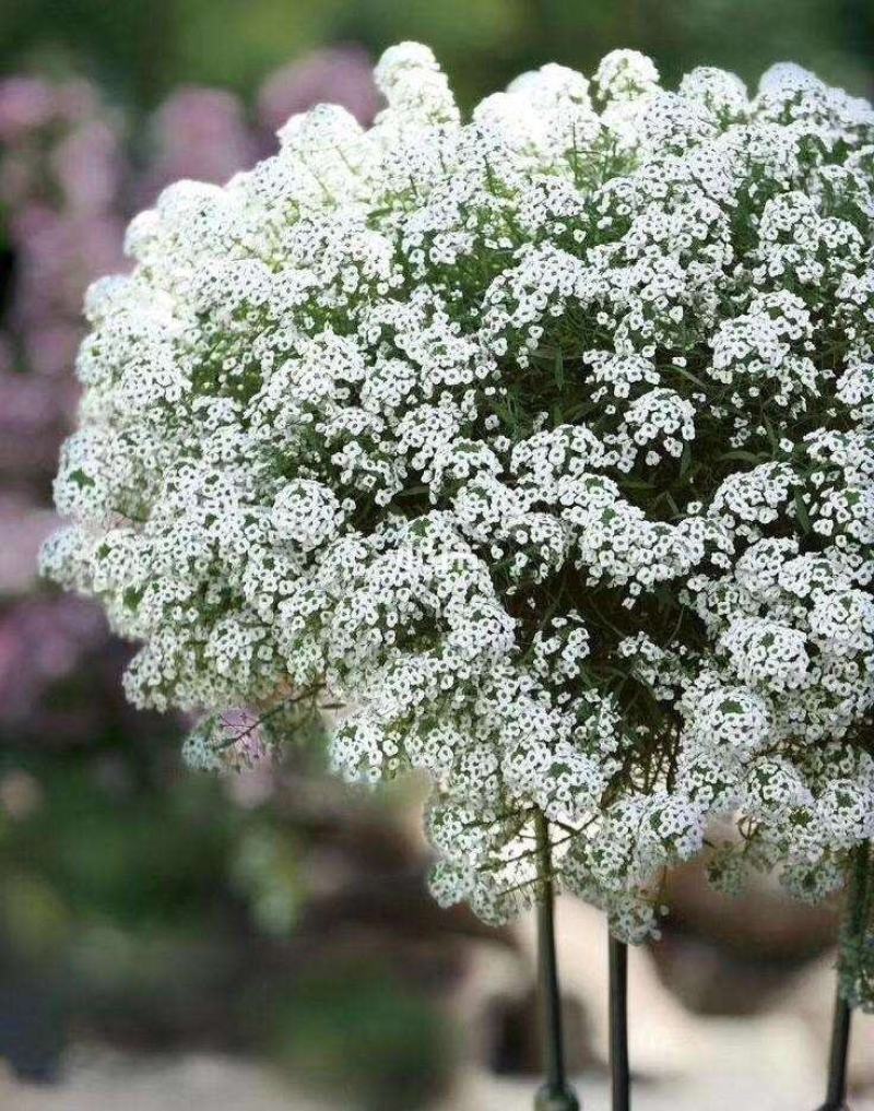 香雪球种子多年生草本植物室内露地栽培进口多年生花卉种子
