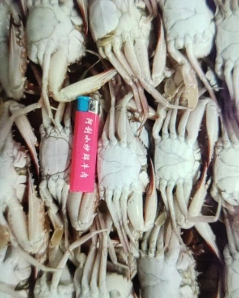淡水养殖的海鲜螃蟹产品
