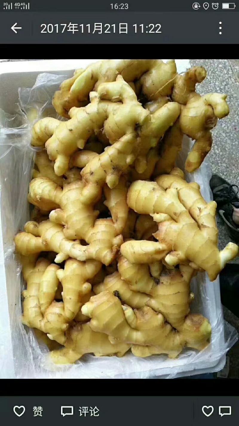鲜姜产地直销窖存老姜小黄姜都有货看品质论价格