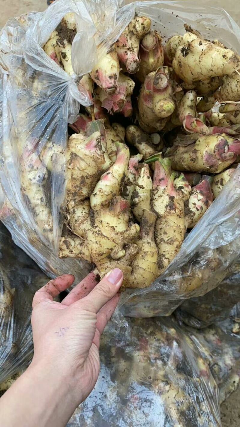 鲜姜产地直销窖存老姜小黄姜都有货看品质论价格