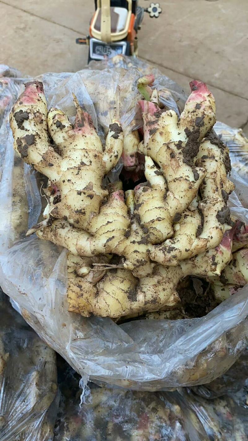 鲜姜产地直销窖存老姜小黄姜都有货看品质论价格