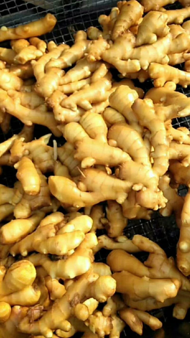鲜姜产地直销窖存老姜小黄姜都有货看品质论价格
