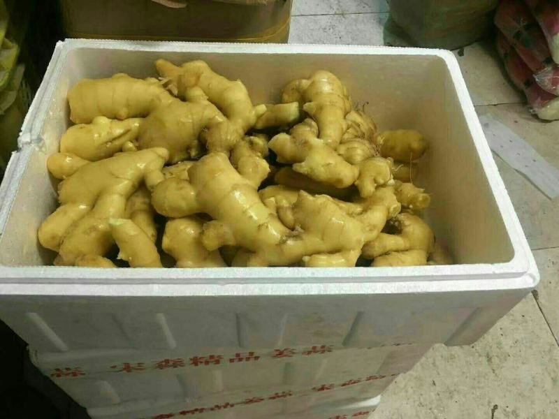 鲜姜产地直销窖存老姜小黄姜都有货看品质论价格