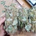 小扎金钱草干度好金钱草金钱草金钱草