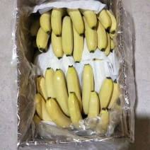 广西香蕉，云南香蕉总批发有限公司，邯郸办事处