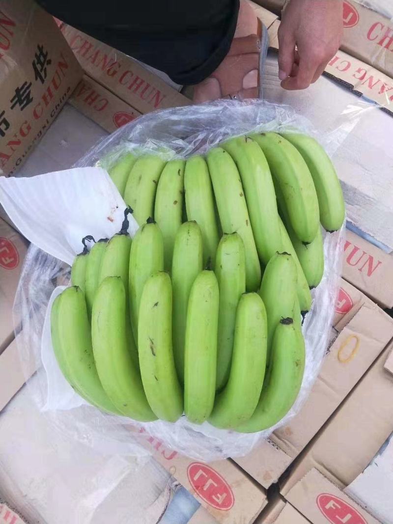 广西香蕉，云南香蕉总批发有限公司，邯郸办事处