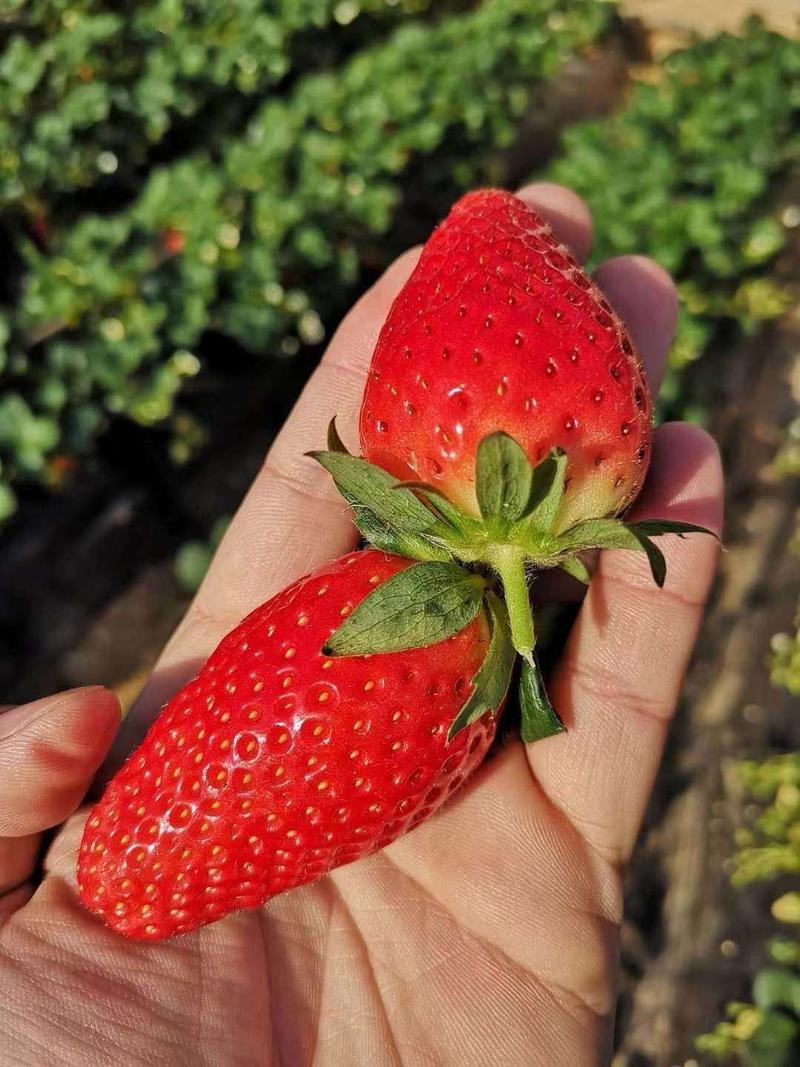宁玉草莓苗脱毒苗保品种包成活生茬地育苗