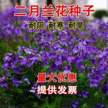 二月兰种子耐寒耐阴景观花卉花草籽四季易播诸葛菜菜子花园艺