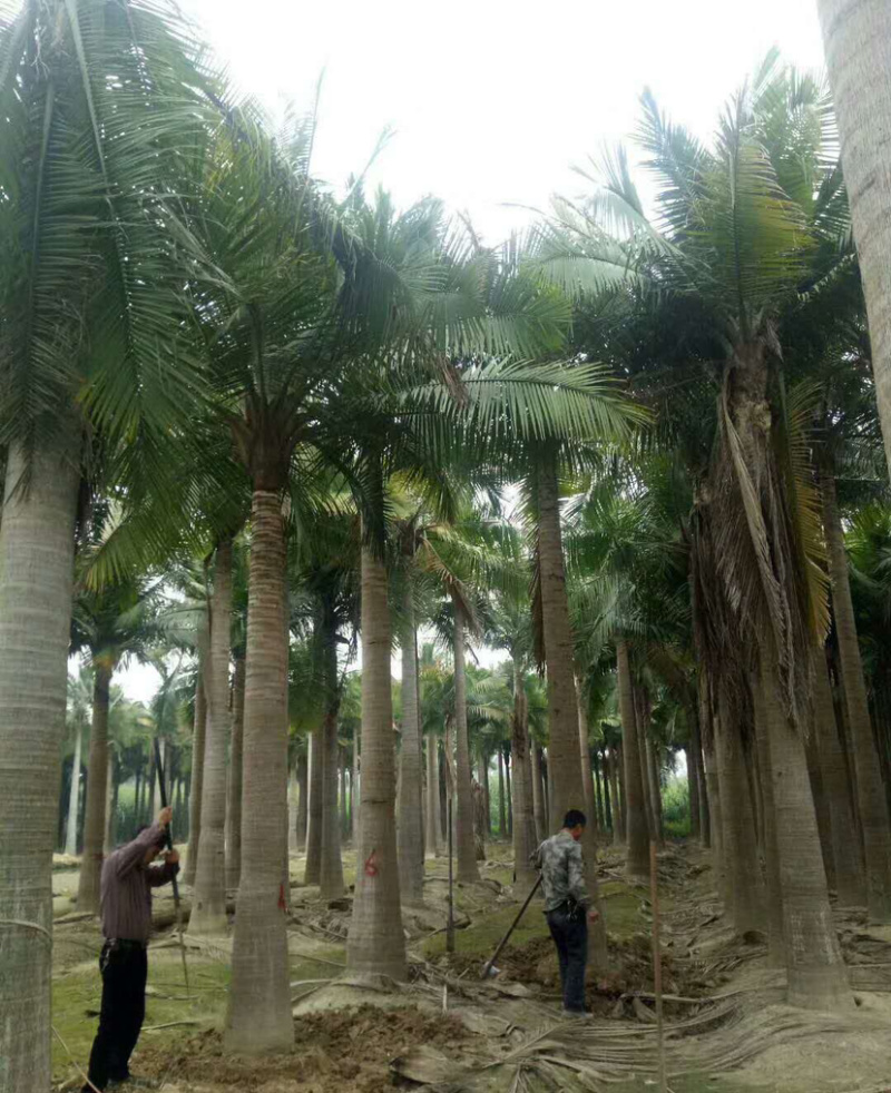 福建国王椰子树批发马达加斯加国王椰子价格福建椰子基地