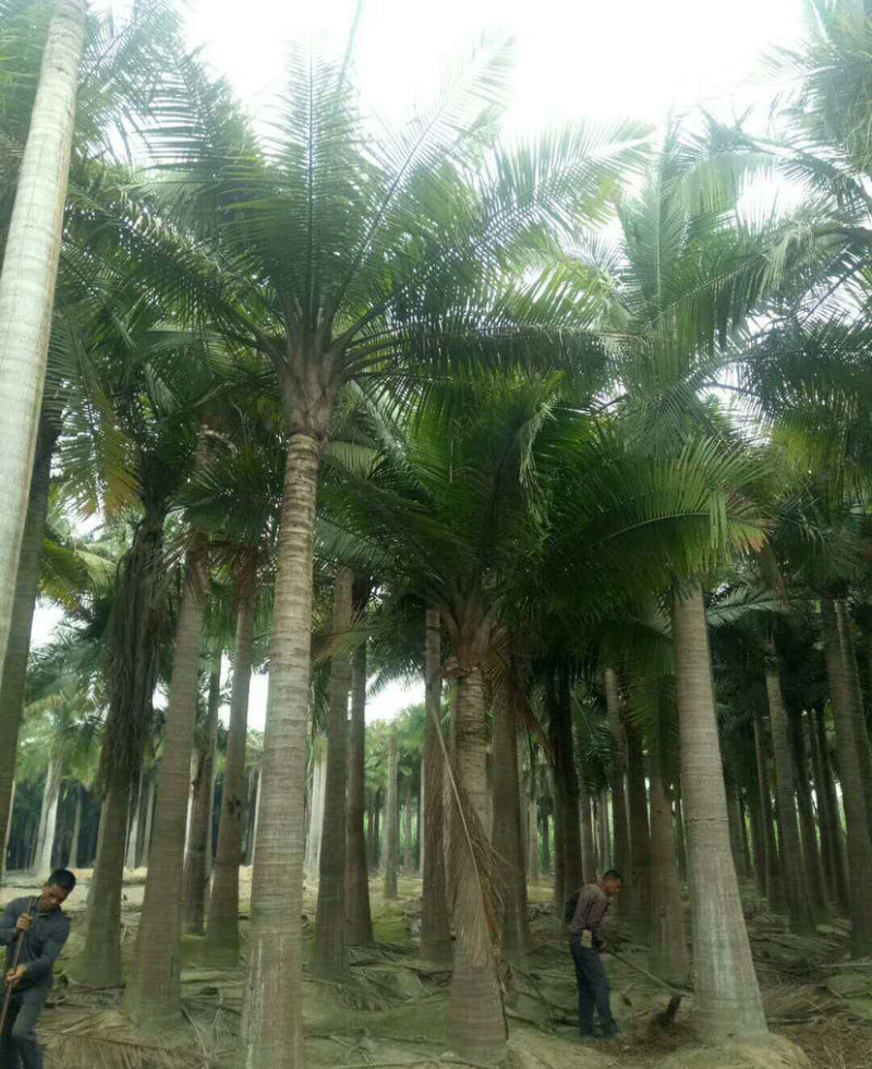 福建国王椰子树批发马达加斯加国王椰子价格福建椰子基地