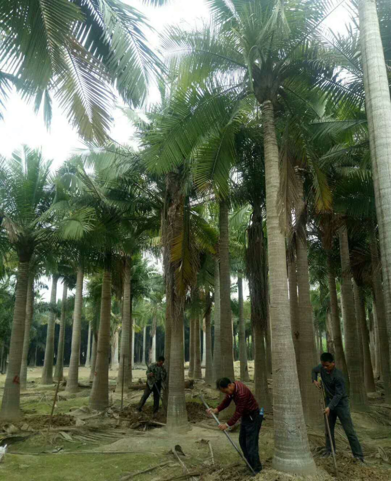 福建国王椰子树批发马达加斯加国王椰子价格福建椰子基地