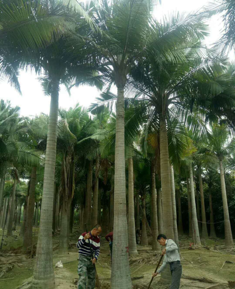 福建国王椰子树批发马达加斯加国王椰子价格福建椰子基地