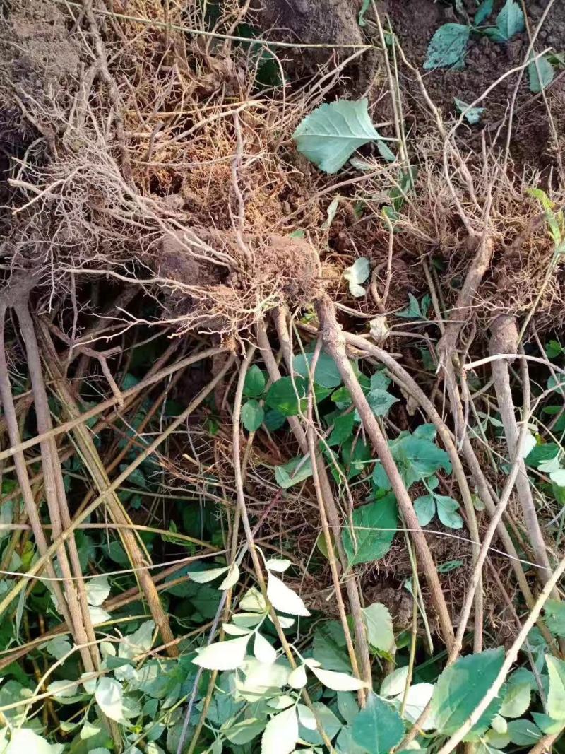 【连翘苗】药用连翘规格0.3起步，大田苗，杯苗都有