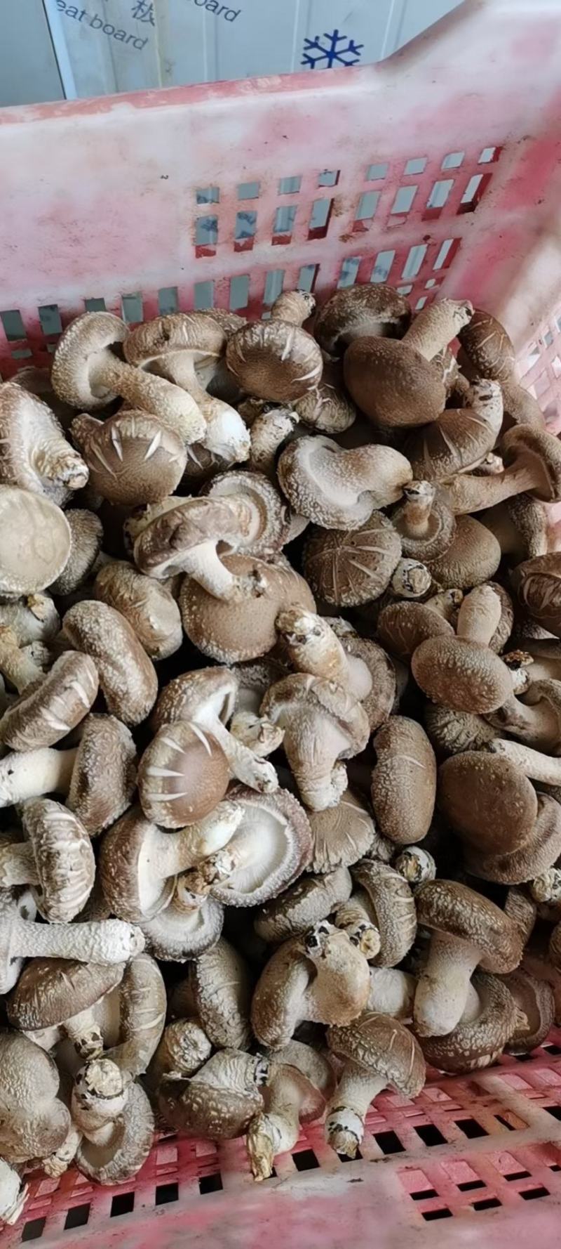 鲜菇刚刚上市欢迎骚扰