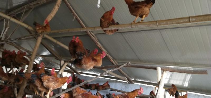 活鸡走地鸡长期有货销售鸡品种数十种养殖基地直供质量保证