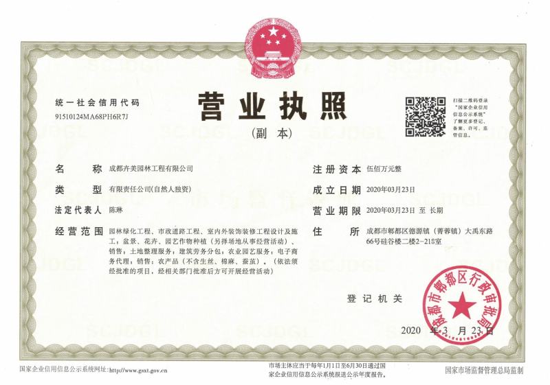 50公分以上的蔷薇小杯苗蔷薇苗价格成都蔷薇小杯苗