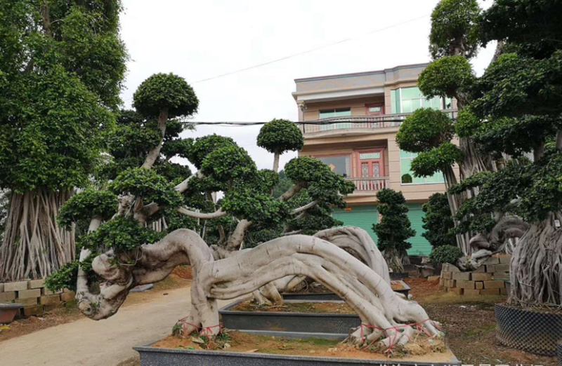 福建小叶榕基地龙形小叶榕桩景造型榕树桩漳州造型小叶榕直销