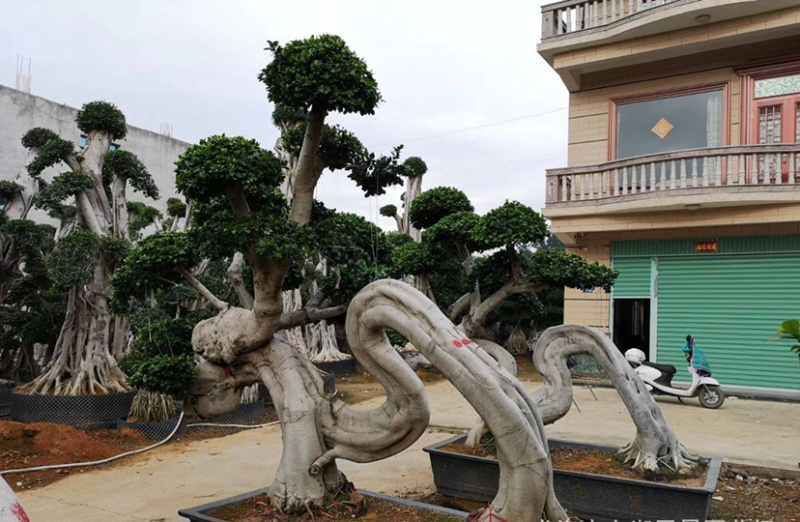 福建小叶榕基地龙形小叶榕桩景造型榕树桩漳州造型小叶榕直销