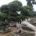 福建小叶榕基地龙形小叶榕桩景造型榕树桩漳州造型小叶榕直销
