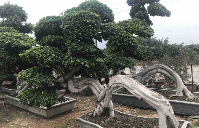 福建小叶榕基地龙形小叶榕桩景造型榕树桩漳州造型小叶榕直销
