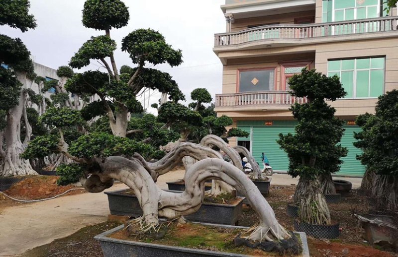 福建小叶榕基地龙形小叶榕桩景造型榕树桩漳州造型小叶榕直销