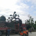 福建小叶榕基地龙形小叶榕桩景造型榕树桩漳州造型小叶榕直销