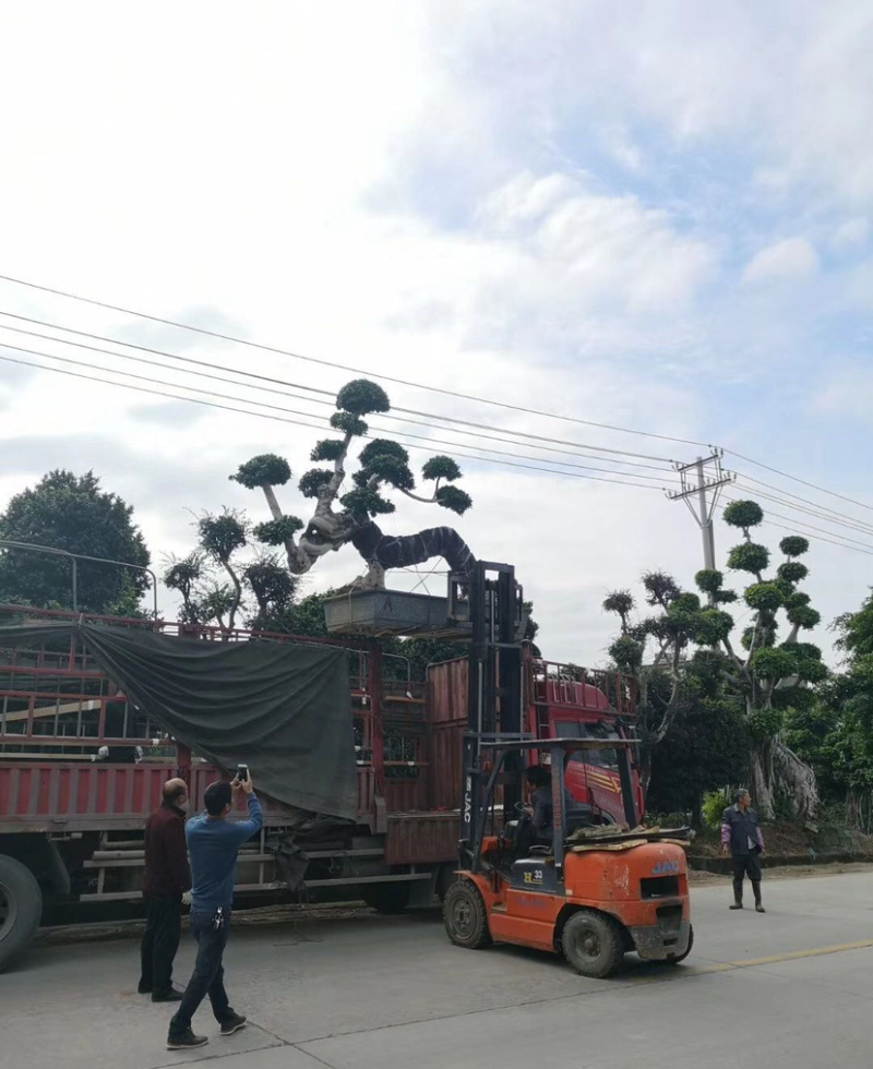 福建小叶榕基地龙形小叶榕桩景造型榕树桩漳州造型小叶榕直销