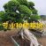 福建小叶榕基地龙形小叶榕桩景造型榕树桩漳州造型小叶榕直销